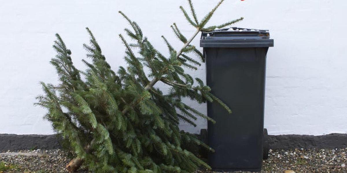 Januárban két alkalommal is elszállítják a fenyőfákat