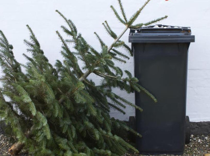 Januárban két alkalommal is elszállítják a fenyőfákat