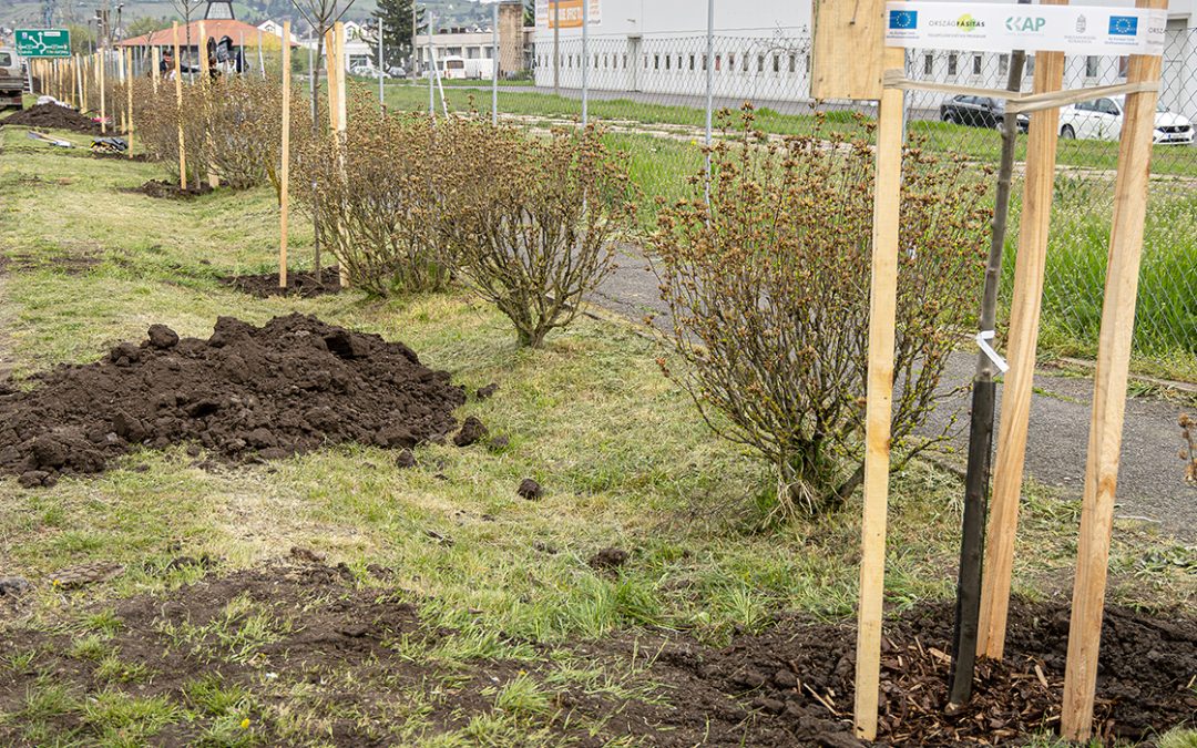 Új fákkal gazdagodott a Kilián György utca